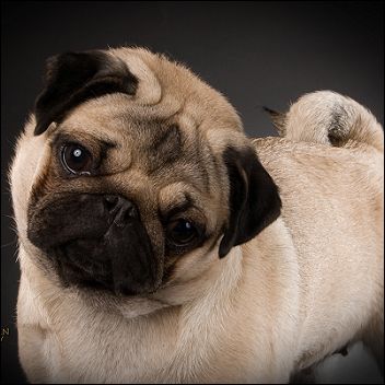 A list of the top ten dogs that stay small
