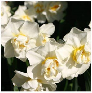 One of the best of buying seeds online