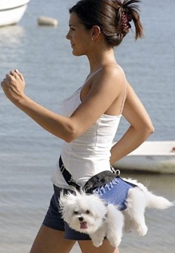 A list of the top ten dogs that stay small