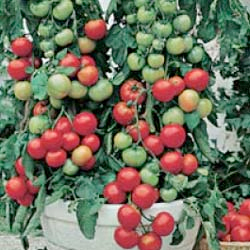 One of the best of buying seeds online