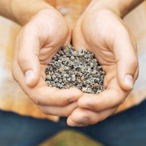 One of the best of buying seeds online