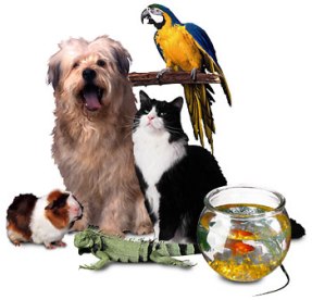 A list of the best of pet supplies stores