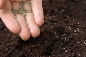 A list of the top ten planting seeds tips