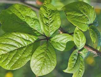 One of the best of buying seeds online