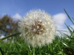 A list of the top ten planting seeds tips