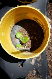 A list of the top ten planting seeds tips