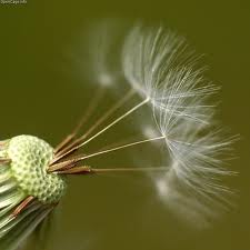 A list of the top ten planting seeds tips
