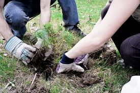 A list of the top ten planting seeds tips