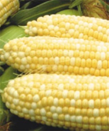 One of the best of buying seeds online