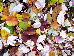 One of the top ten fall foliage