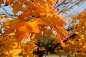 One of the top ten fall foliage