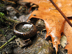One of the top ten fall foliage