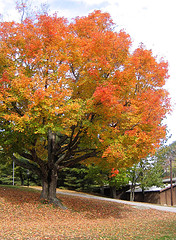 One of the top ten fall foliage