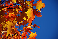 One of the top ten fall foliage