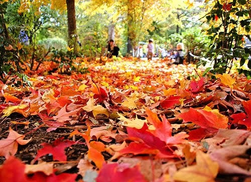 One of the top ten ways to enjoy leaves changing