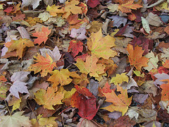 One of the top ten fall foliage
