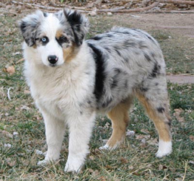 A list of the top ten dogs that stay small