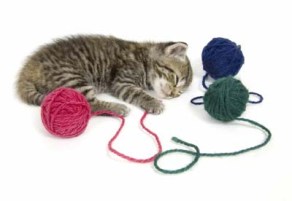One of the best of interactive cat toys