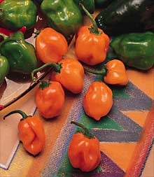 A list of the top ten fall garden vegetable recipes