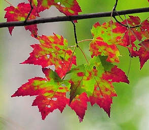 One of the top ten best fall foliage
