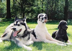 One of the best of outdoor dog toys