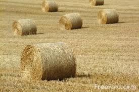 One of the top ten types of crops in the U.S.