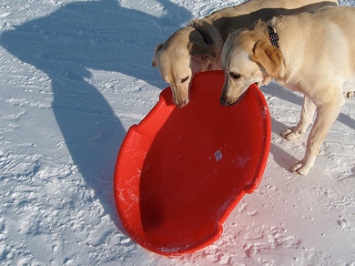 One of the top ten sledding games
