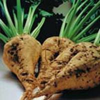 One of the top ten types of crops in the U.S.