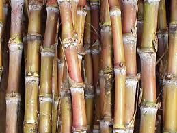 One of the top ten types of crops in the U.S.