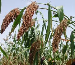 One of the top ten types of crops in the U.S.