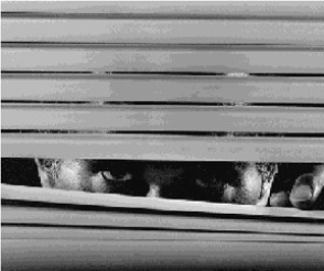 One of the best of home privacy solutions