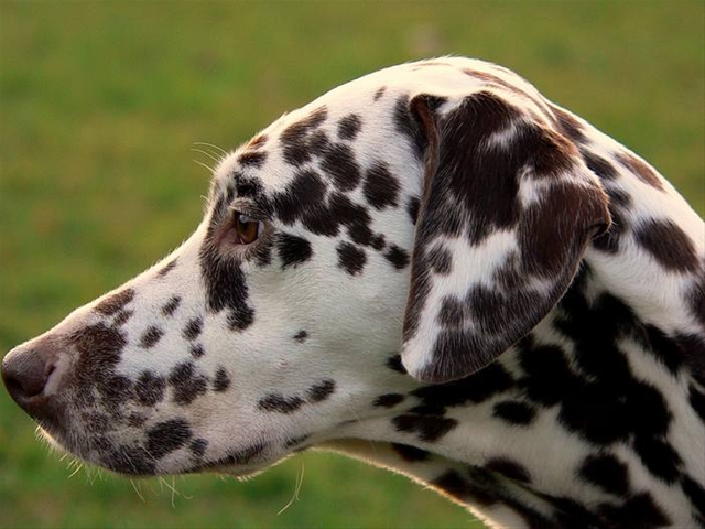 A list of the top ten unique dog names