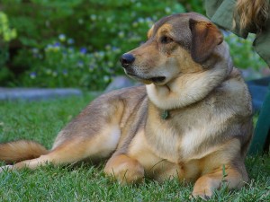 A list of the top ten unique dog names