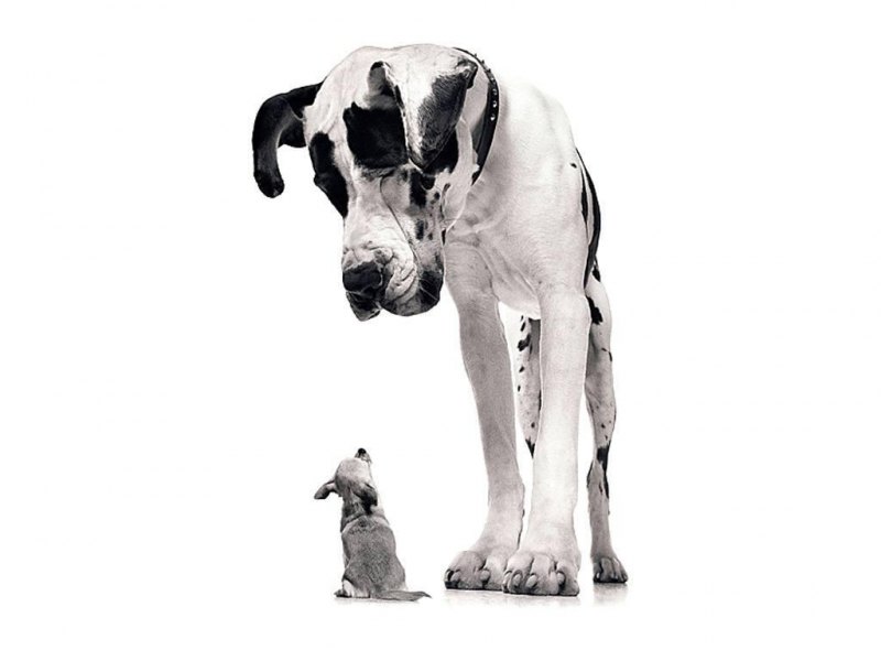 A list of the top ten unique dog names