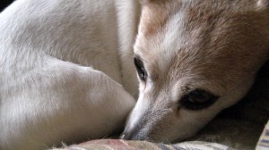 A list of the top ten unique dog names
