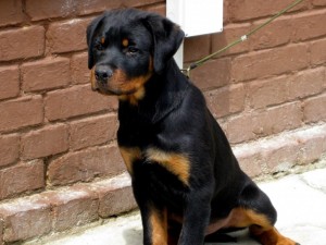 A list of the top ten unique dog names