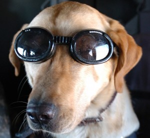 A list of the top ten unique dog names