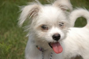 A list of the top ten unique dog names