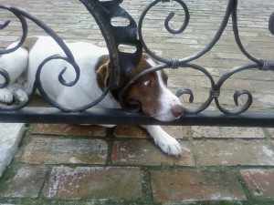 A list of the top ten unique dog names