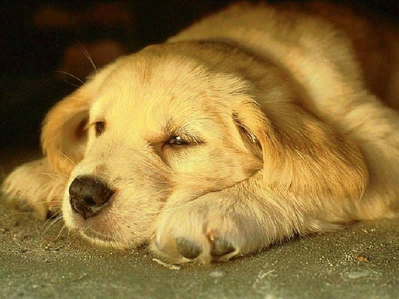 A list of the top ten unique dog names