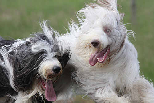 A list of the top ten unique dog names