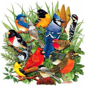 A list of the top ten backyard birds