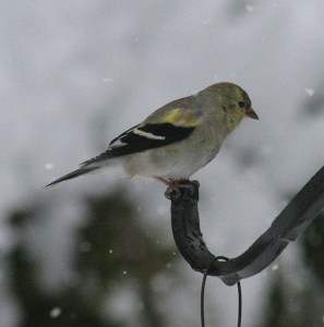 A list of the top ten backyard birds