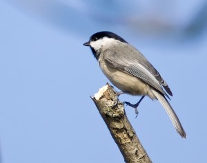 A list of the top ten backyard birds