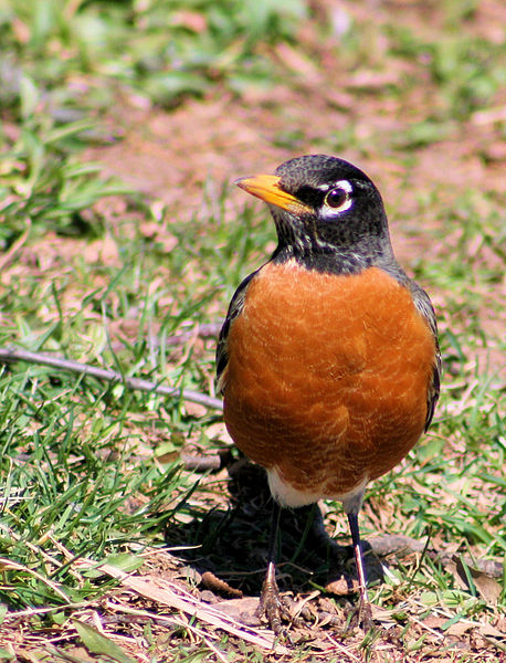 A list of the top ten backyard birds