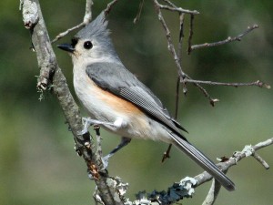 A list of the top ten backyard birds