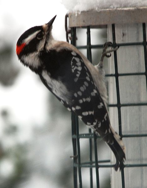 A list of the top ten backyard birds