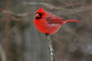 A list of the top ten backyard birds