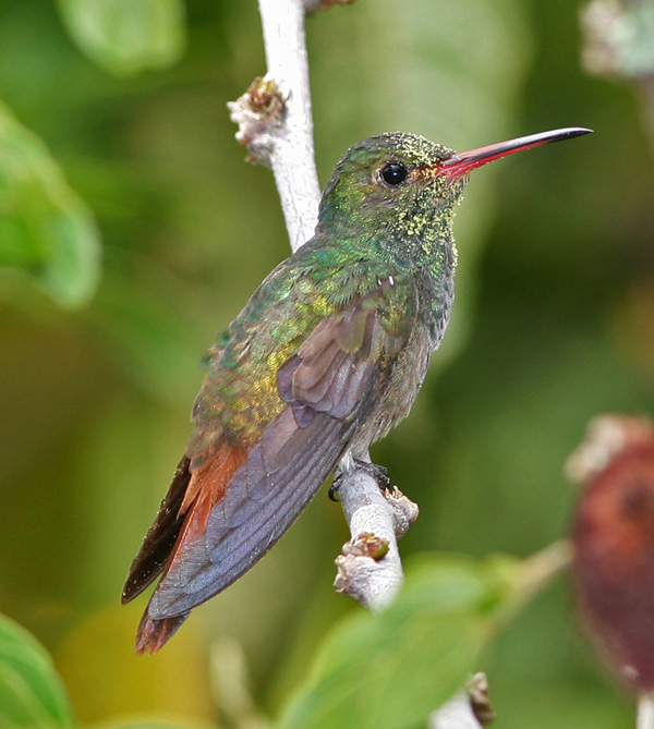 A list of the top ten backyard birds