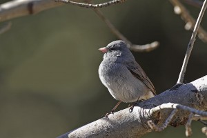 A list of the top ten backyard birds